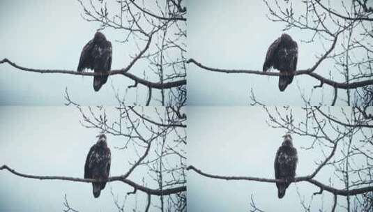 蹲在枯树枝上的鸟高清在线视频素材下载