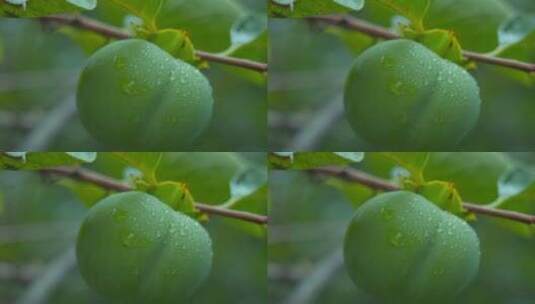未成熟的青柿子高清在线视频素材下载