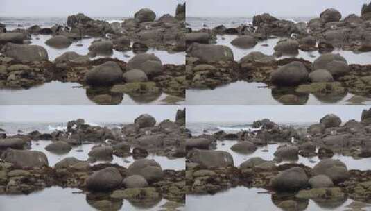 海鸥和岩石放大高清在线视频素材下载