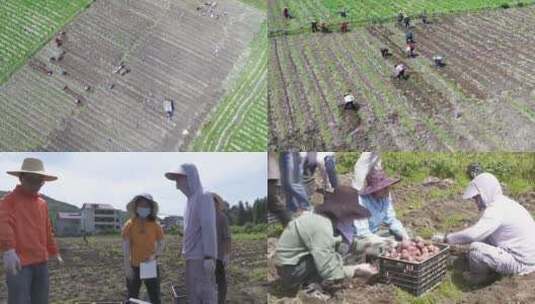土豆种植基地高清在线视频素材下载