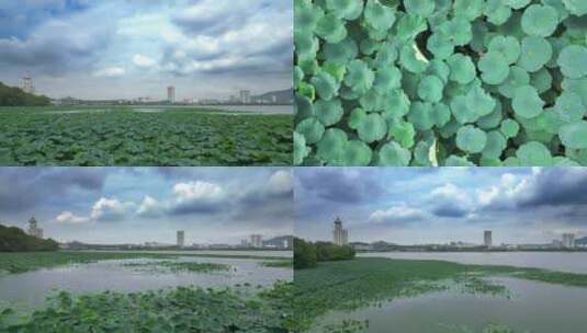 南京玄武湖的荷花荷叶 合集高清在线视频素材下载