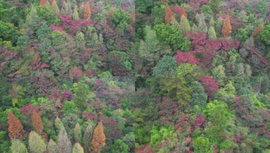 4K秋天秋叶秋景山林枫叶唯美红叶高角度航拍高清在线视频素材下载