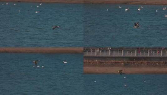 豆雁在水面上飞飞翔慢动作高清在线视频素材下载