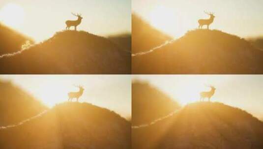 4K草原牧场农场农田动物奔跑平原马羊鹿牛高清在线视频素材下载
