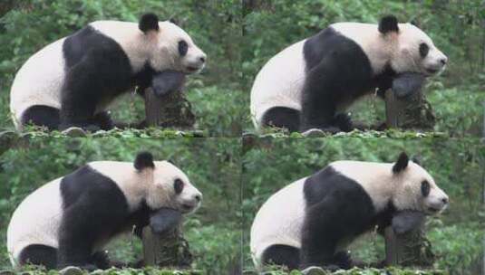 大熊猫在树干上休息高清在线视频素材下载