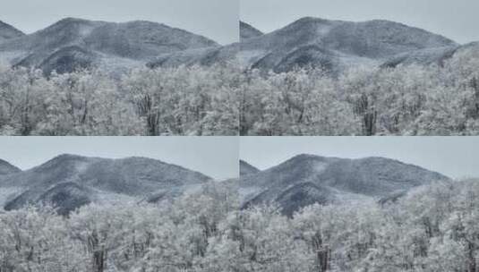 航拍湖北神农架原始森林群山冬季雪景雪松高清在线视频素材下载