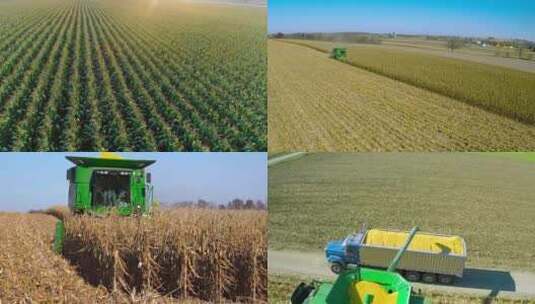 玉米农业丰收粮食农田乡村振兴农业高清在线视频素材下载