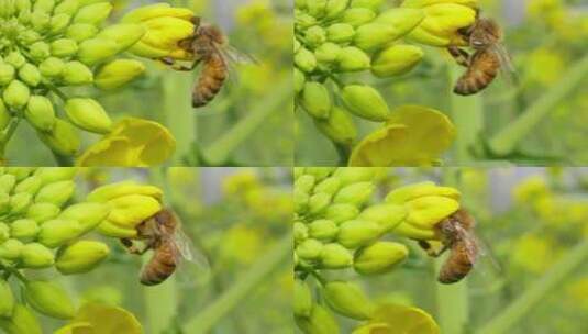 春天金黄色的油菜花上蜜蜂采蜜慢镜头高清在线视频素材下载