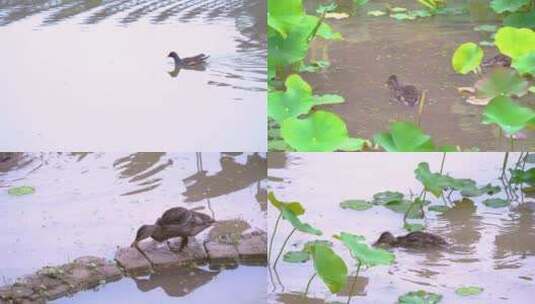 清晨鸭子在荷花中戏水高清在线视频素材下载