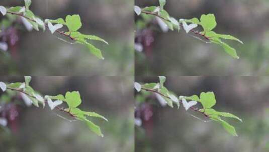 下雨天树叶水滴清新空镜高清在线视频素材下载