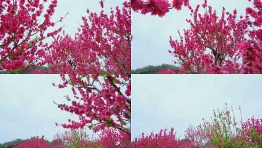 桃花林 树林 春暖花开 桃花坞 桃花园高清在线视频素材下载