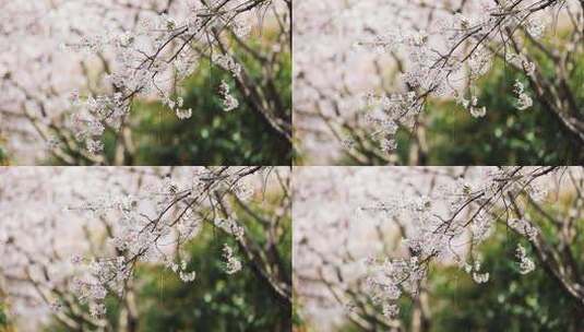 浪漫樱花季飘落樱花雨高清在线视频素材下载