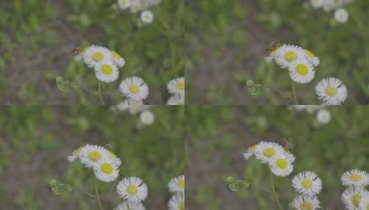 小清新鲜花阳光和雏菊高清在线视频素材下载