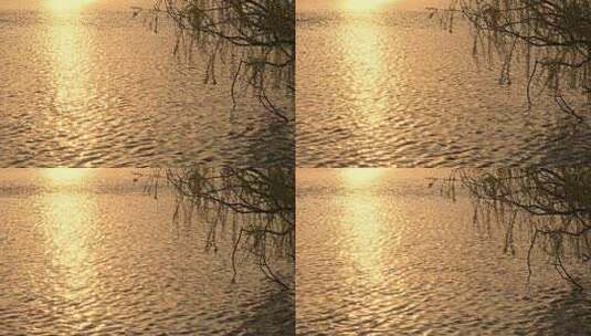 春天湖边逆光的柳树剪影随风摇曳的慢镜头高清在线视频素材下载