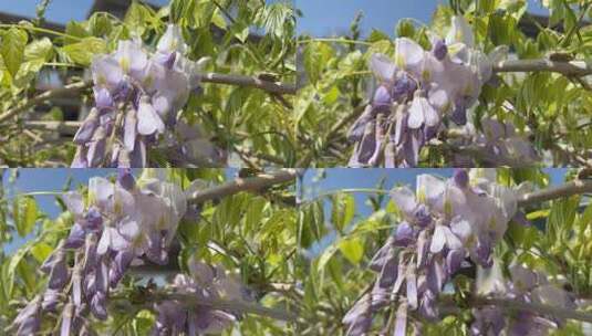 盛开的紫藤花高清在线视频素材下载