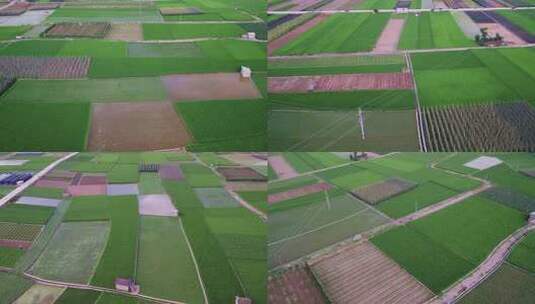 生态农业，水稻种植，高标准农田4k航拍高清在线视频素材下载