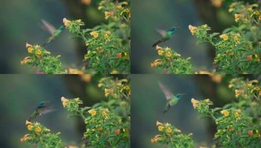 一只美丽的蜂鸟以花朵为食。高清在线视频素材下载