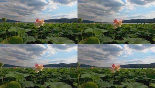 夏季池塘里的荷花莲花美景高清在线视频素材下载