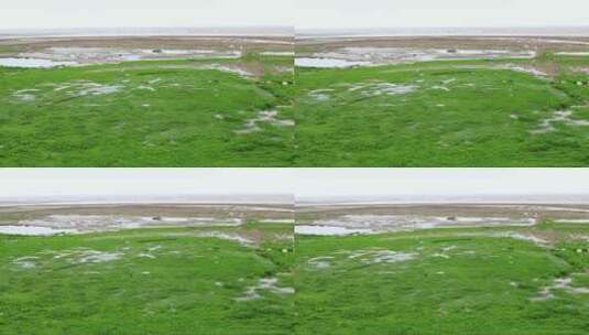 海滩上的绿色海藻高清在线视频素材下载