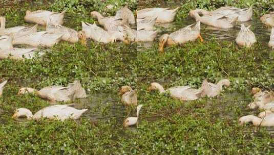 农村散养鸭子在池塘疯狂进食高清在线视频素材下载