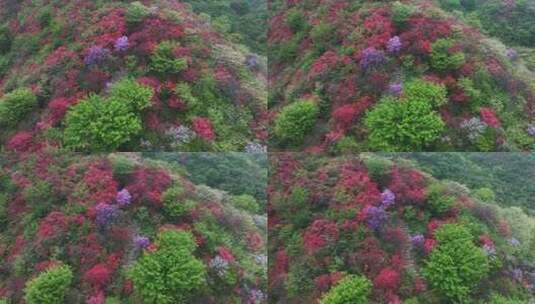 杭州余杭鸬鸟山顶杜鹃花春天映山红航拍高清在线视频素材下载