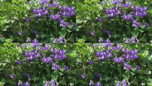 紫色绿树绿植鲜花开花花朵高清在线视频素材下载