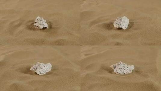 沙滩背景上美丽的贝壳，旋转高清在线视频素材下载