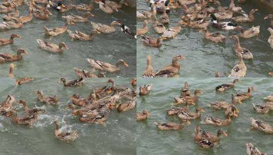 水中争食的野鸭群高清在线视频素材下载