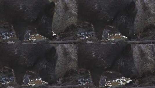 野猪在泥土中觅食反对岩石特写slomo背光高清在线视频素材下载