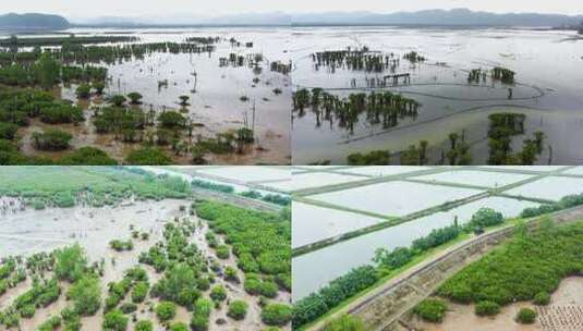 恩平镇海湾红树林湿地公园高清在线视频素材下载