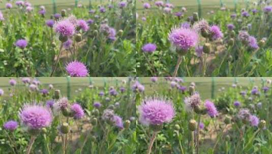 盛开的紫色花朵高清在线视频素材下载