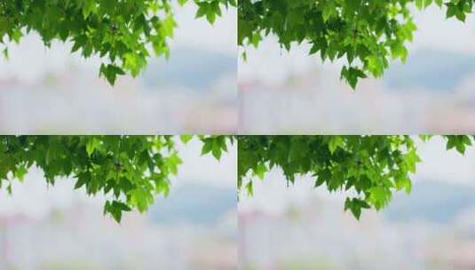 夏风吹动五角枫枫叶摇曳在风中高清在线视频素材下载