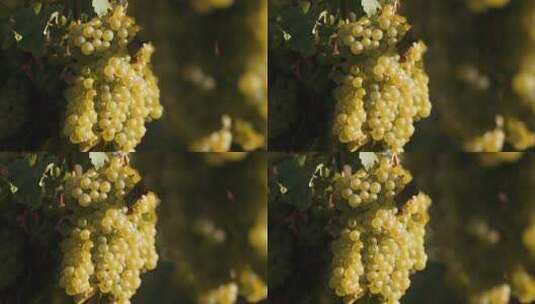 成熟的白葡萄高清在线视频素材下载