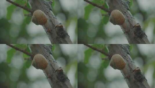 蜗牛在雨后石榴树上爬行高清在线视频素材下载