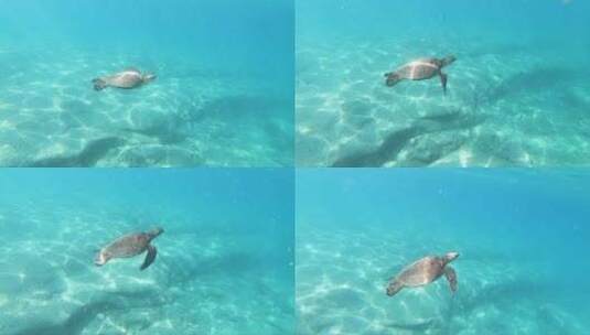 深海里的海龟高清在线视频素材下载