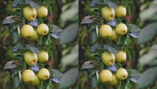 黄花梨子树园采摘树枝上成熟的可口丰收收获高清在线视频素材下载