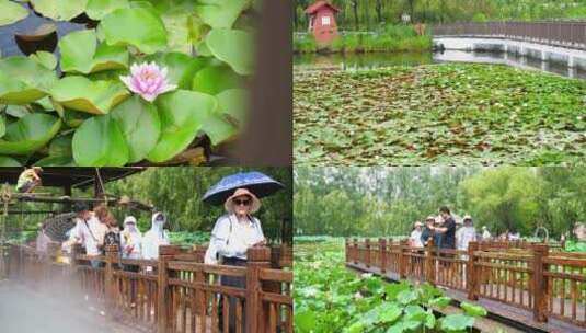 睡莲 水生植物 莲花 水莲 水莲花高清在线视频素材下载