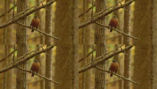 美国知更鸟栖息在森林的树枝上。-特写高清在线视频素材下载