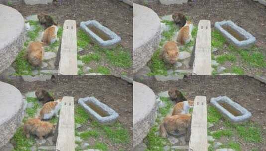 猫在院子聚集吃草老城区民宿高清在线视频素材下载