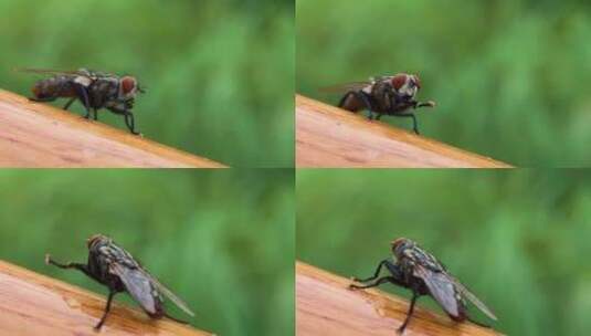 微距实拍一只小苍蝇梳理前腿4k高清高清在线视频素材下载
