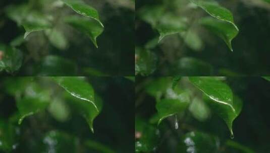 大自然  细雨 山林 雨滴 树叶高清在线视频素材下载