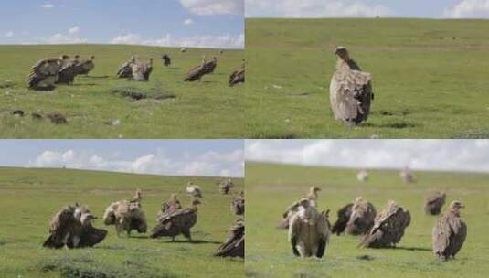 草原秃鹫4K视频高清在线视频素材下载