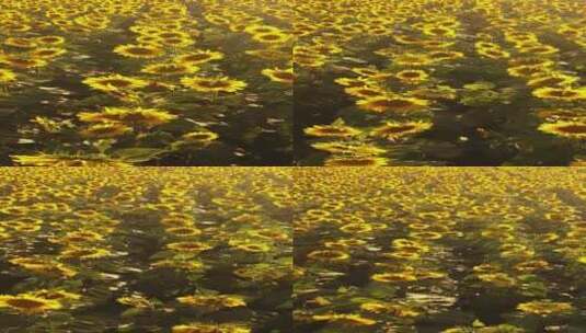 阳光下的向日葵花海高清在线视频素材下载