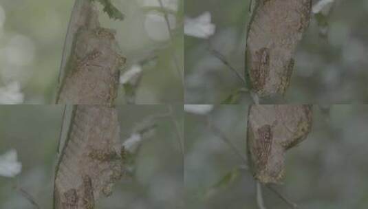 浙江泰顺乌岩岭昆虫在卵鞘上特写高清在线视频素材下载