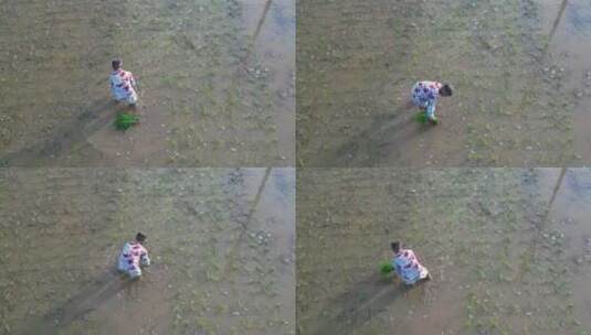 一位农村妇女在田里插秧高清在线视频素材下载