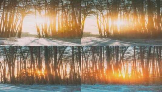 垂直拍摄美丽的蓝色阴影从松树在冬季雪地上运动高清在线视频素材下载