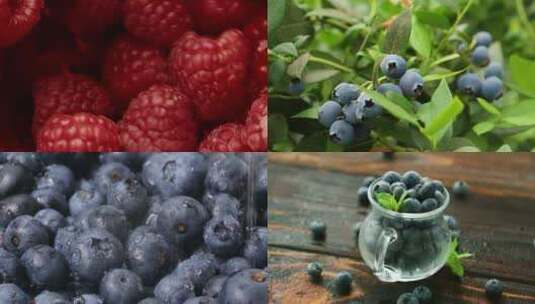 【合集】蓝莓浆果水果饮食维生素高清在线视频素材下载