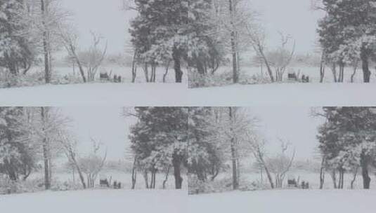 冬天白雪飘飞覆盖树木高清在线视频素材下载
