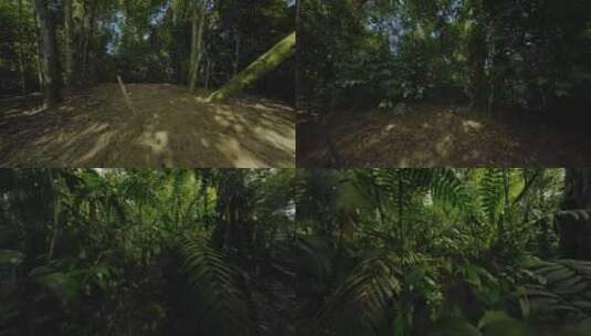 森林 树木高清在线视频素材下载