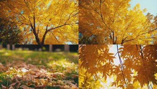 金色秋天秋景-金色树叶落叶-秋天景色高清在线视频素材下载